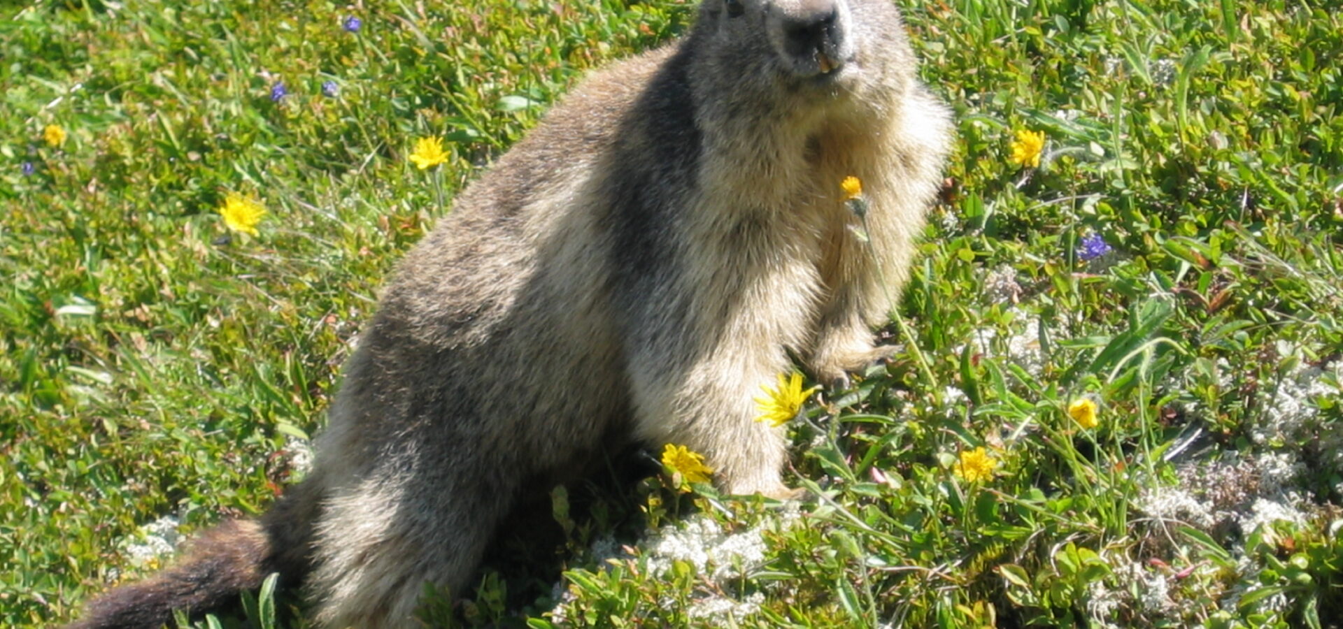 Le réveil des marmottes