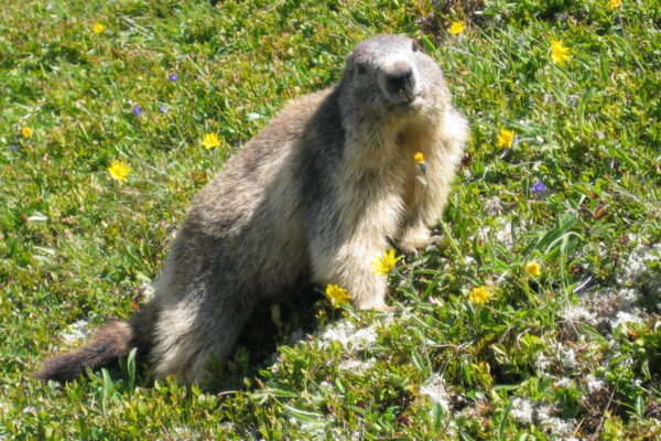Le réveil des marmottes